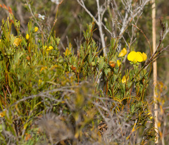 Gompholobium virgatum