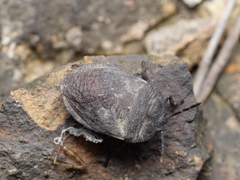 Cyclopelta parva