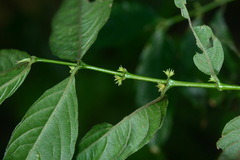 Lasianthus micranthus