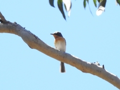Myiagra rubecula