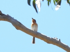 Myiagra rubecula