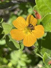 Kallstroemia peninsularis