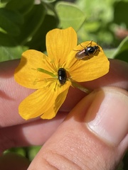 Kallstroemia peninsularis