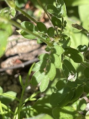 Kallstroemia peninsularis