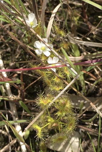Drosera hookeri (Drosera hookeri)