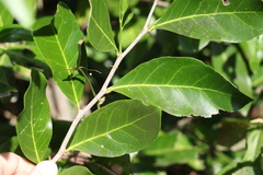 Siphonodon australis