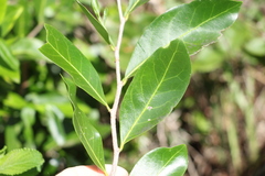 Siphonodon australis