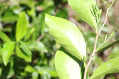 Siphonodon australis