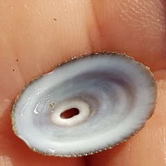 Fissurella nubecula