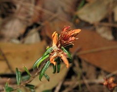 Pultenaea paleacea