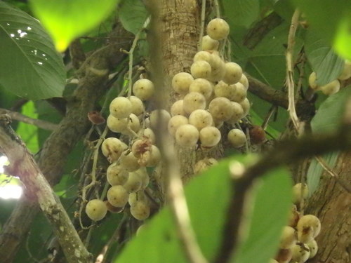 Image of Baccaurea motleyana by (c) Samuel Lee, some rights reserved (CC BY)