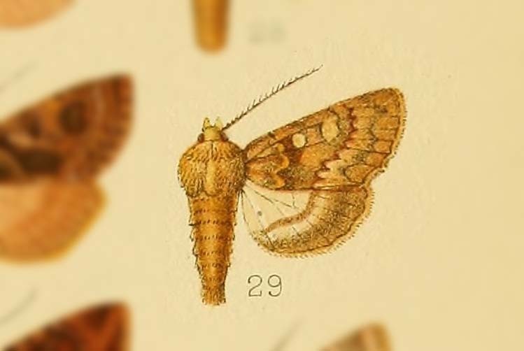 Polymixis bacheri