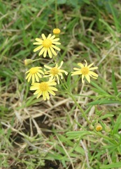 Senecio madagascariensis