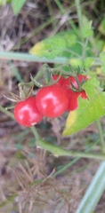 Solanum pimpinellifolium