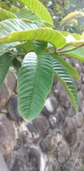 Solanum pimpinellifolium