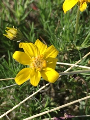 Crocidium multicaule