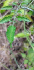 Solanum pimpinellifolium