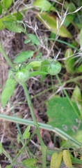 Solanum pimpinellifolium