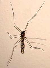 Limonia annulata