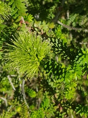 Melaleuca diosmifolia