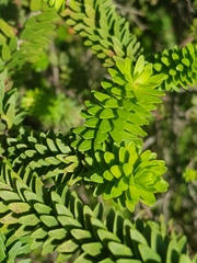 Melaleuca diosmifolia