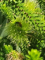 Melaleuca diosmifolia