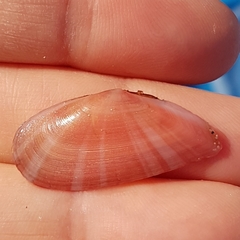 Moerella pulchella