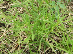 Senecio madagascariensis