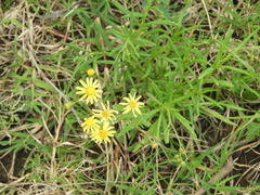 Senecio madagascariensis