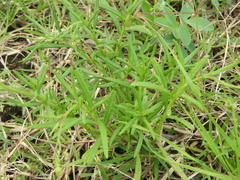 Senecio madagascariensis