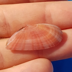 Moerella pulchella