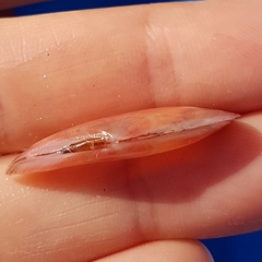 Moerella pulchella