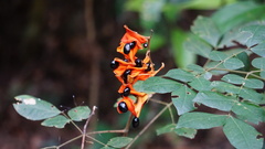 Archidendron clypearia