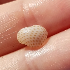 Naticarius stercusmuscarum