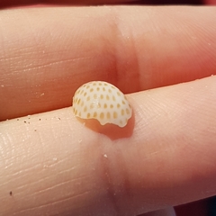 Naticarius stercusmuscarum