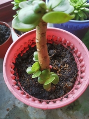 Portulaca molokiniensis