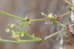 Galium gaudichaudii gaudichaudii