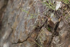 Galium gaudichaudii gaudichaudii