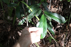 Siphonodon australis