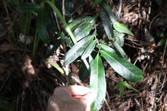 Siphonodon australis