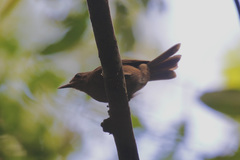 Clytorhynchus vitiensis