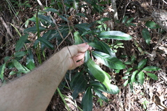 Siphonodon australis