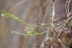 Galium gaudichaudii gaudichaudii