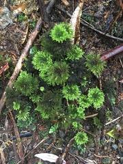 Mniodendron comatum