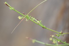 Galium gaudichaudii gaudichaudii