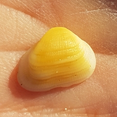 Striarca lactea