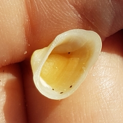 Striarca lactea