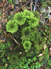 Mniodendron comatum
