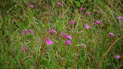 Impatiens chinensis