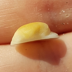 Striarca lactea